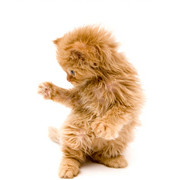 meow
